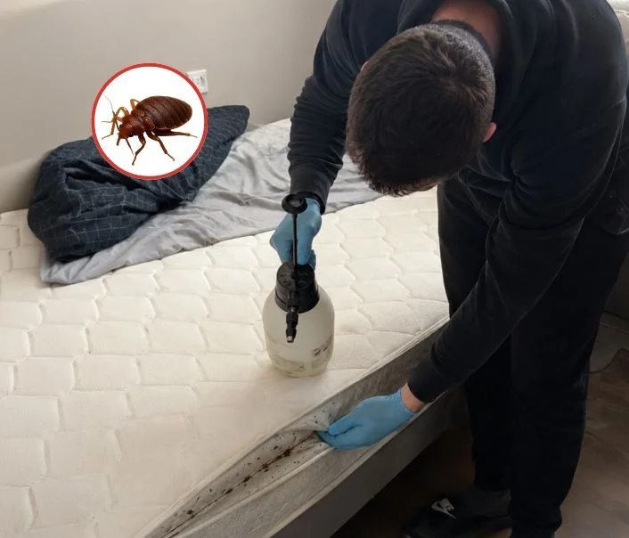 Technicien traitant un matelas contre les punaises de lit à Beynes